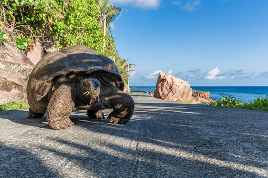 Seychelles, La Digue, Aldabra giant tortoise, Aldabrachelys gigantea