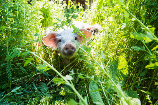 Austria, Salzburg State, Untertauern, Pongau, young domestic pig, free-range
