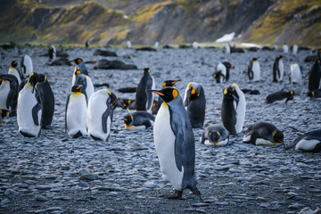 Obraz premium King Penguin Habitat in Right Whale Bay, South Georgia Islands, UK