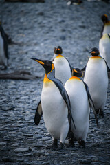 Fototapeta premium King Penguin Habitat in Right Whale Bay, South Georgia Islands, UK