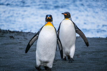 Obraz premium King Penguin Habitat in Right Whale Bay, South Georgia Islands, UK