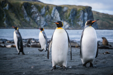 Fototapeta premium King Penguin Habitat in Right Whale Bay, South Georgia Islands, UK
