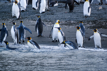 Obraz premium King Penguin Habitat in Right Whale Bay, South Georgia Islands, UK