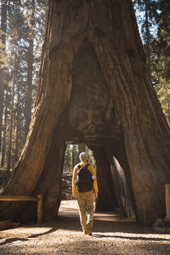 USA, California, Yosemite National Park, Mariposa, man walking through hollow sequoia tree