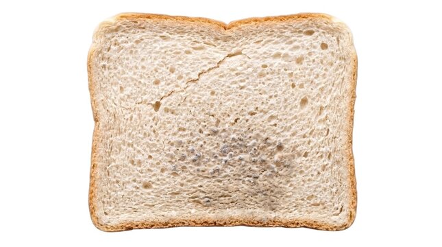 Isolated white sandwich bread slice with a subtle grey mold cluster emerging near the lower center, a front-facing specimen for lessons about early spoilage, fungal growth, and food preservation