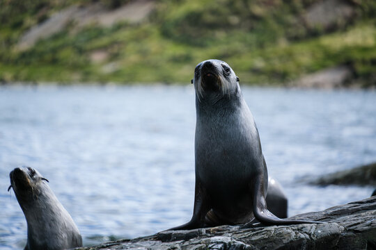 Antarctic fur seal habitat in Port Jason Harbour, South Georgia Islands