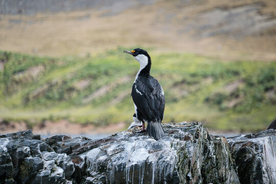 South Georgia Blue-eyed Cormorant in Port Jason Harbour, South Georgia Islands