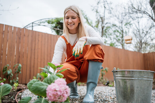 Smiling woman in overalls is planting a hydrangea in the garden
