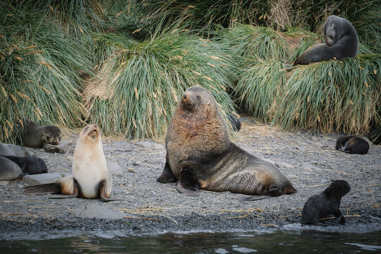 Antarctic fur seal habitat in Port Jason Harbour, South Georgia Islands