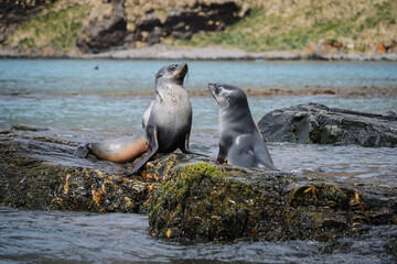 Fototapeta premium Antarctic fur seal habitat in Port Jason Harbour, South Georgia Islands