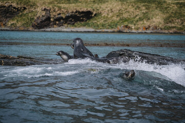 Naklejka premium Antarctic fur seal habitat in Port Jason Harbour, South Georgia Islands