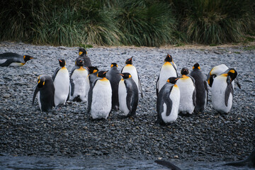 Fototapeta premium Port Jason Harbour King Penguin Sanctuary, South Georgia