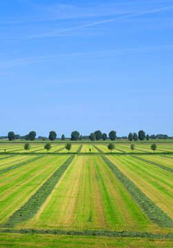 A farm dries grass in rows at Overdiepse polder in the Netherlands