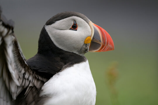 Close-up profile of an Atlantic puffin in Scotland