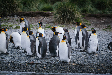 Obraz premium Port Jason Harbour King Penguin Sanctuary, South Georgia