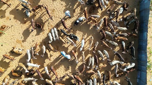  Direct overhead top down drone tracking view of a large herd of livestock animals gathering around a dry desert watering hole station in rural Somalia emphasizing ag