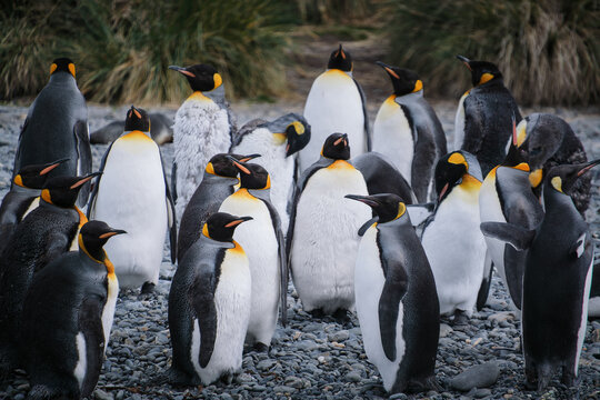Port Jason Harbour King Penguin Sanctuary, South Georgia
