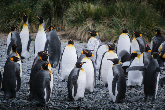Port Jason Harbour King Penguin Sanctuary, South Georgia