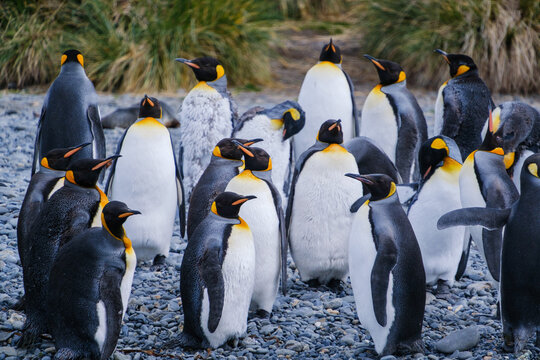 Port Jason Harbour King Penguin Sanctuary, South Georgia