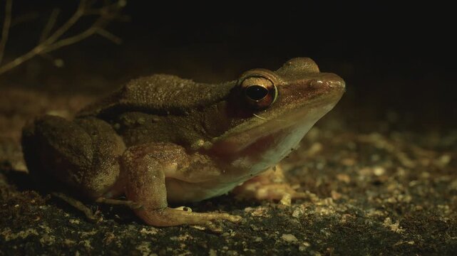A close up shot of a frog at night with a slight motion, displaying its natural habitat and nocturnal activity.
