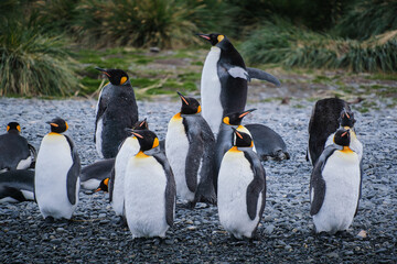 Obraz premium Port Jason Harbour King Penguin Sanctuary, South Georgia
