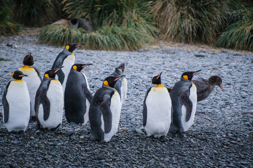 Obraz premium Port Jason Harbour King Penguin Sanctuary, South Georgia