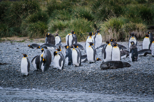 Port Jason Harbour King Penguin Sanctuary, South Georgia