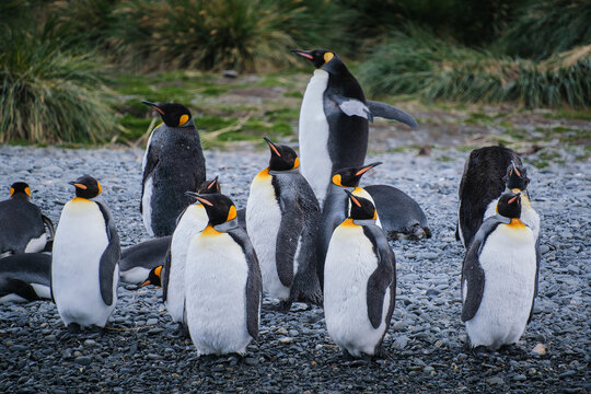 Port Jason Harbour King Penguin Sanctuary, South Georgia