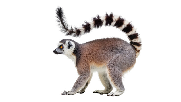 Ring-tailed lemur with bushy black and white striped tail, isolated on transparent background