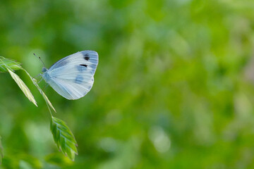 a feast of butterflies © ilyoung