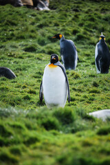 Obraz premium King Penguin Habitat in Grytviken, South Georgia, UK