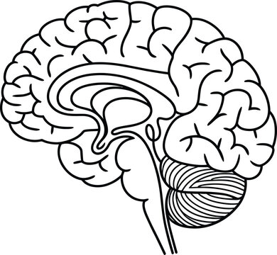 Human brain anatomy illustration with detailed cerebral structure lines