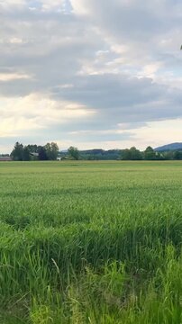 Green crop field in rural Austria under layered evening clouds, with distant farm buildings, tree line, and soft open countryside light.