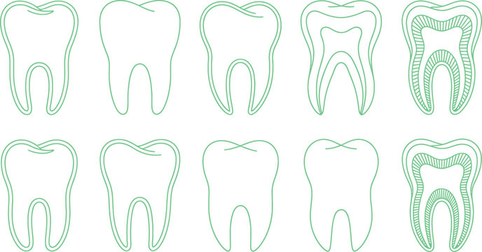 Green line drawings of teeth on white background