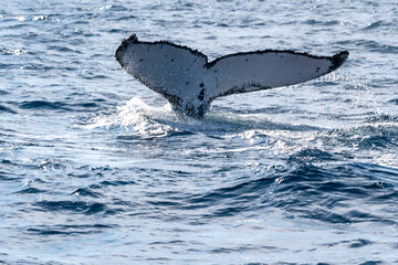 Majestic Humpback Whale Fluke Showing Tail Fin on Open Blue Sea Surface © Em Neems Photography