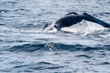 Majestic Humpback Whale Fluke Showing Tail Fin on Open Blue Sea Surface © Em Neems Photography