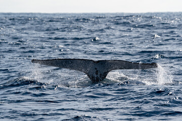 Majestic Humpback Whale Fluke Showing Tail Fin on Open Blue Sea Surface © Em Neems Photography