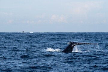 Majestic Humpback Whale Fluke Showing Tail Fin on Open Blue Sea Surface © Em Neems Photography