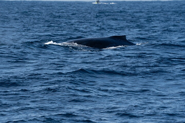 Fototapeta premium Close-Up of Humpback Whale Back and Dorsal Fin Surfacing in Ocean Water