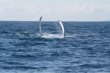 Humpback whale raising its white pectoral flipper near a tourist boat © Em Neems Photography