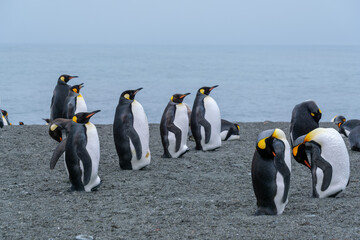 Obraz premium Scenery of the King Penguin Habitat in St Andrew's Bay, South Georgia Islands
