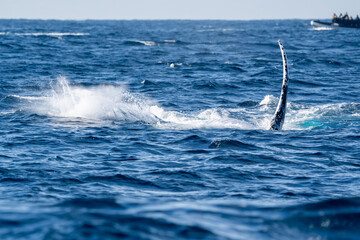 Humpback whale raising its white pectoral flipper near a tourist boat © Em Neems Photography