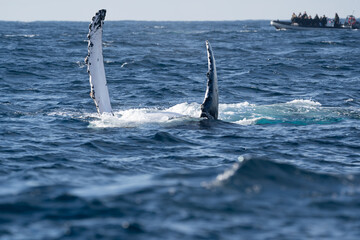 Humpback whale raising its white pectoral flipper near a tourist boat © Em Neems Photography