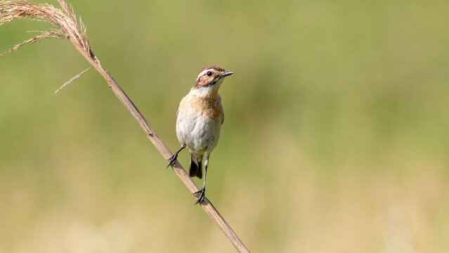 red backed shrike