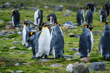 Obraz premium Scenery of the King Penguin Habitat in St Andrew's Bay, South Georgia Islands