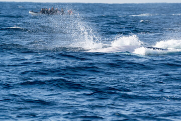 Humpback whale raising its white pectoral flipper near a tourist boat © Em Neems Photography