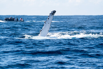 Humpback whale raising its white pectoral flipper near a tourist boat © Em Neems Photography