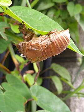 Cicada exoskeleton hanging beneath a green leaf in summer