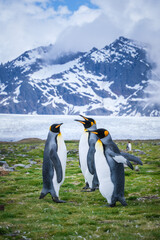 Fototapeta premium Scenery of the King Penguin Habitat in St Andrew's Bay, South Georgia Islands