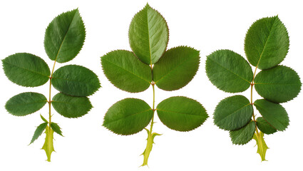 Three green rose leaves with serrated edges and thorns, isolated on transparent background © Maria
